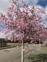 IMG-20210403-WA0007